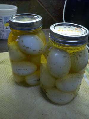 boiled eggs