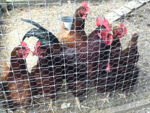 hoem raised hens