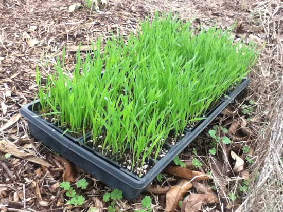 growing wheat in trays