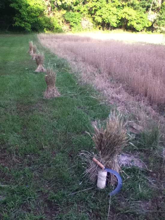 wheat harvested by hand