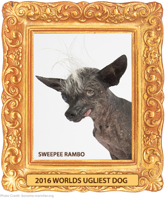 ugly dog winner